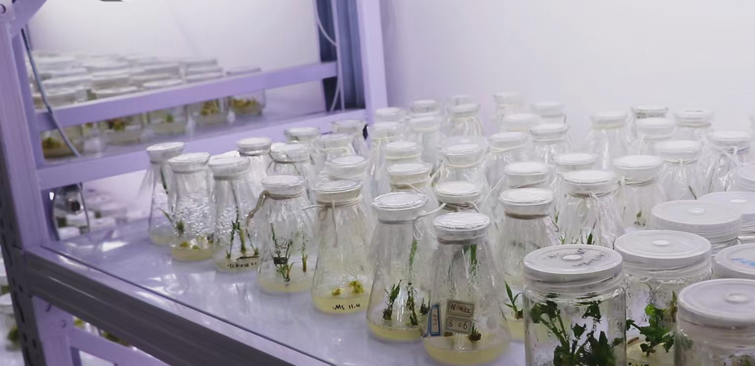 基于多倍体芦竹种植的污染与盐碱土壤绿色低碳修复技术和风险管控研究
